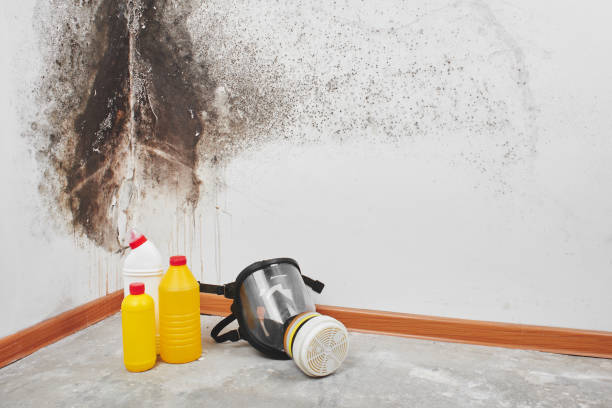 Best Emergency Mold Remediation in North Tustin, CA