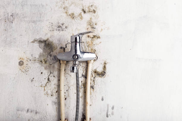 Best Mold Remediation for Schools in North Tustin, CA