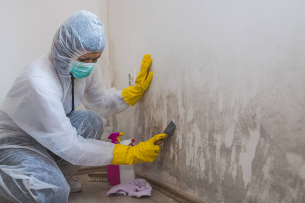 Best Preventive Mold Services in North Tustin, CA
