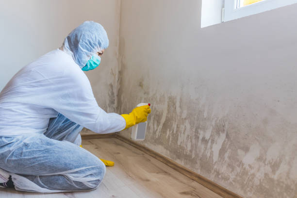 Best Residential Mold Remediation in North Tustin, CA