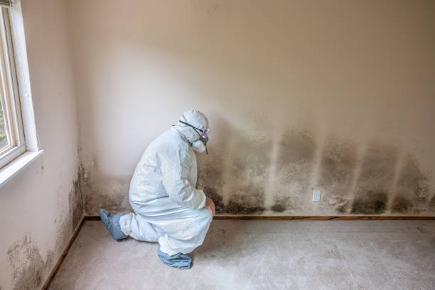 Best Industrial Mold Remediation in North Tustin, CA