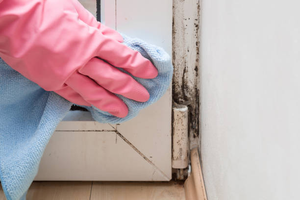 Best White Mold Remediation in North Tustin, CA