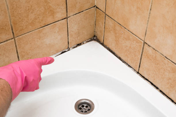 Best Commercial Mold Remediation in North Tustin, CA